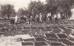 خشک کردن میوه زردآلو و کشمش در سینی چوبی سال ۱۹۳۰